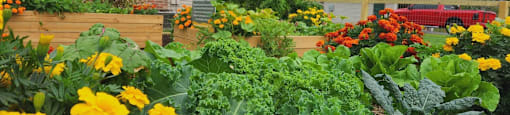 a vegetable garden in a raised bed with yellow and red flowers
